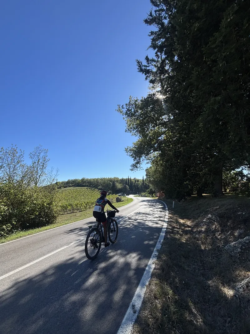 A rider on a road past a vineyard, a tall row of trees alongside