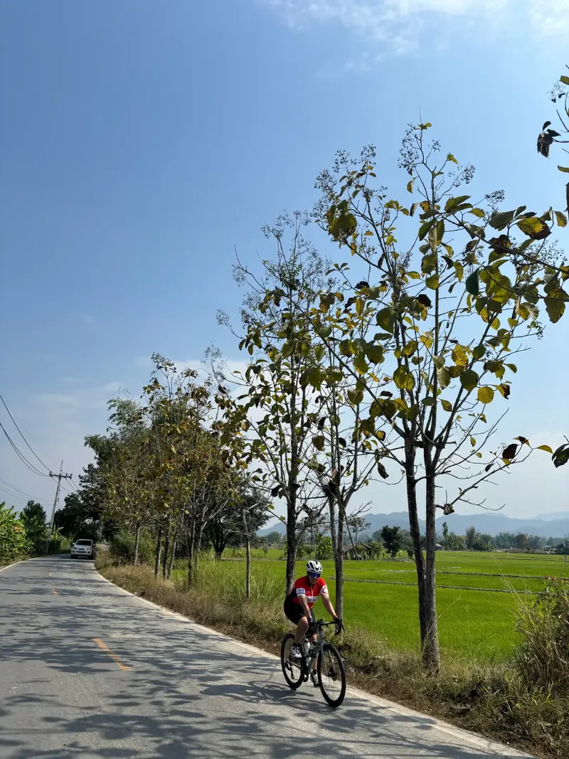A lone rider on a straight road between rice fields under a wide sky